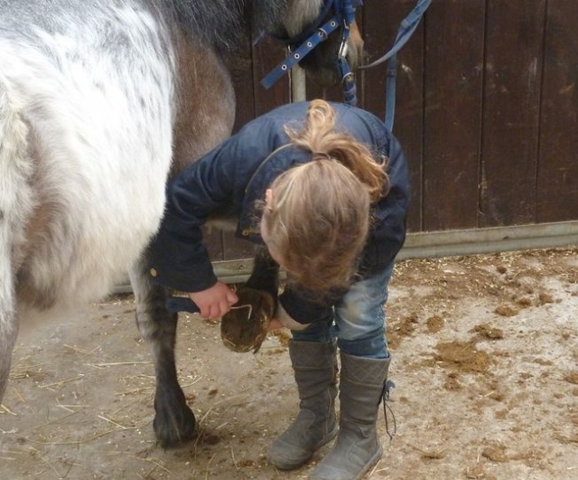 Decouverte de l equitation